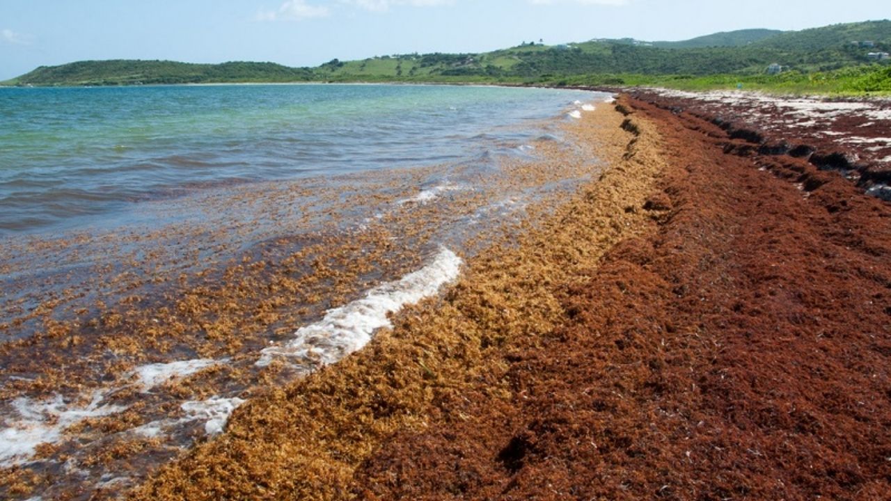 Algas viram sargaço reaproveitado em biotecido no Earth Prize, com projeto de Porto Rico contra plástico no turismo.