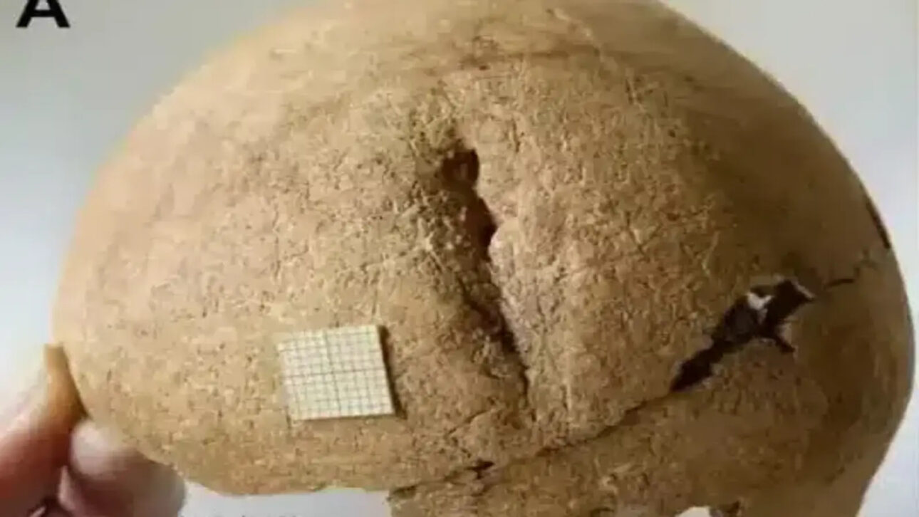 Analyzed human remains