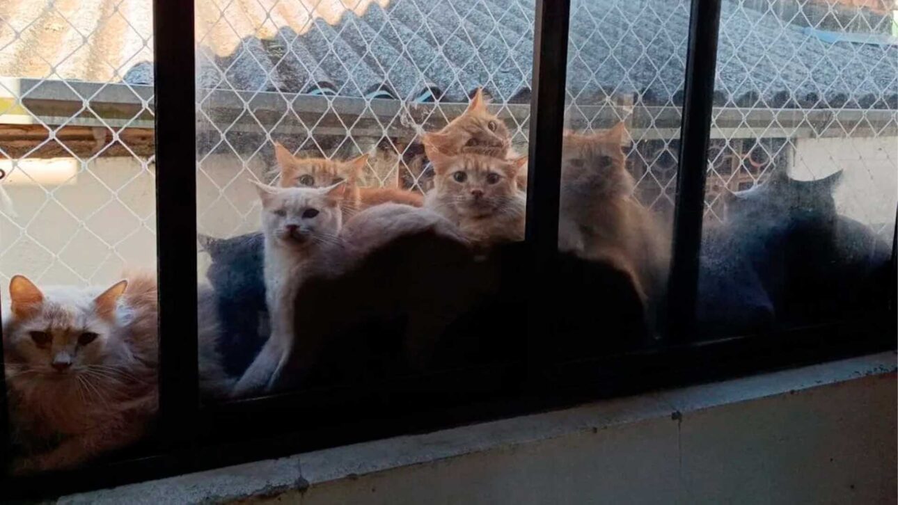 Animais passarão por triagem, quarentena e castração antes da adoção