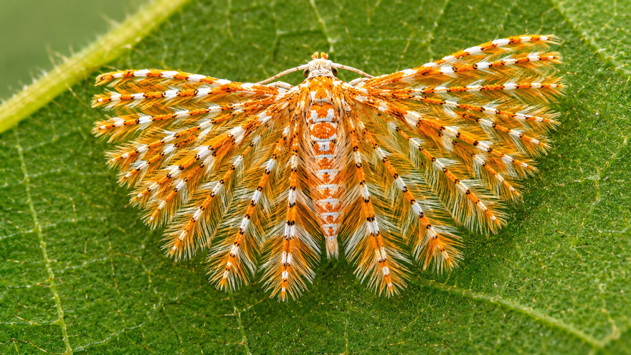Mariposa de coloración naranja y blanca posada sobre una hoja verde, exhibiendo alas abiertas con patrones detallados y estructuras semejantes a plumas, representando una de las especies raras encontradas en regiones de gran biodiversidad.