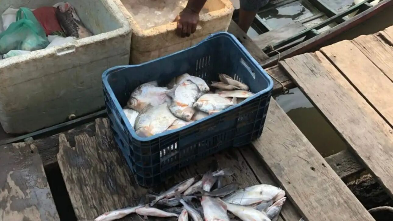 Hidrelétricas do Rio Madeira, Santo Antônio e Jirau: a onda de seca derrubou 39% da pesca artesanal e tirou o peixe das comunidades ribeirinhas da Amazônia.