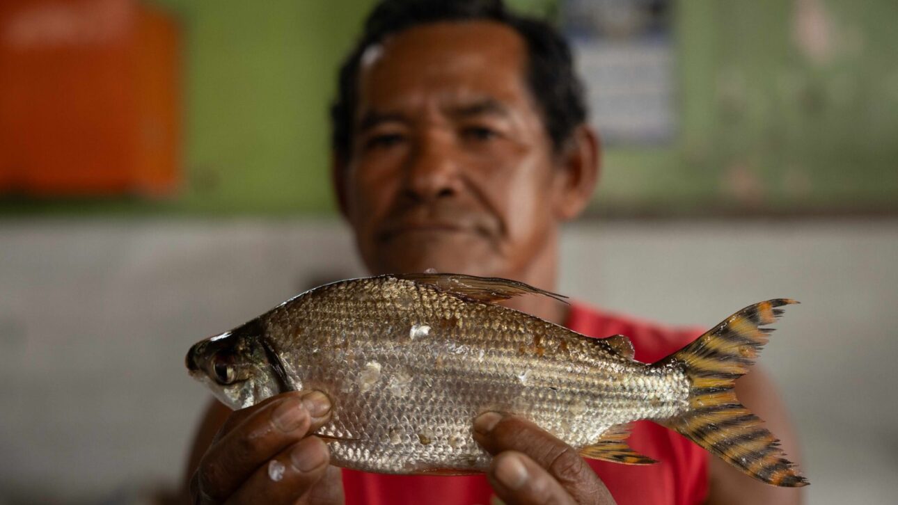 Hidrelétricas do Rio Madeira, Santo Antônio e Jirau: a onda de seca derrubou 39% da pesca artesanal e tirou o peixe das comunidades ribeirinhas da Amazônia.