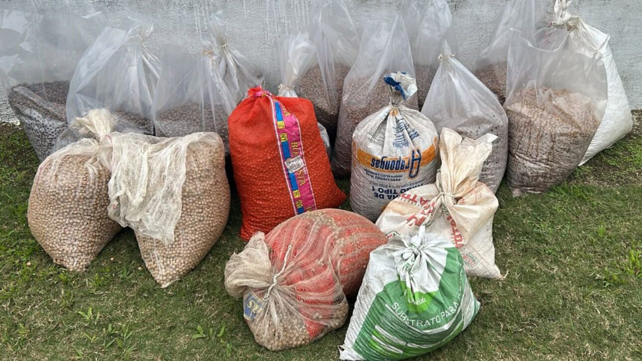 Ação coordenada pelo Instituto Água e Terra promoveu a dispersão de 700 mil sementes de palmito-juçara no Litoral do Paraná
Foto: COA-IAT