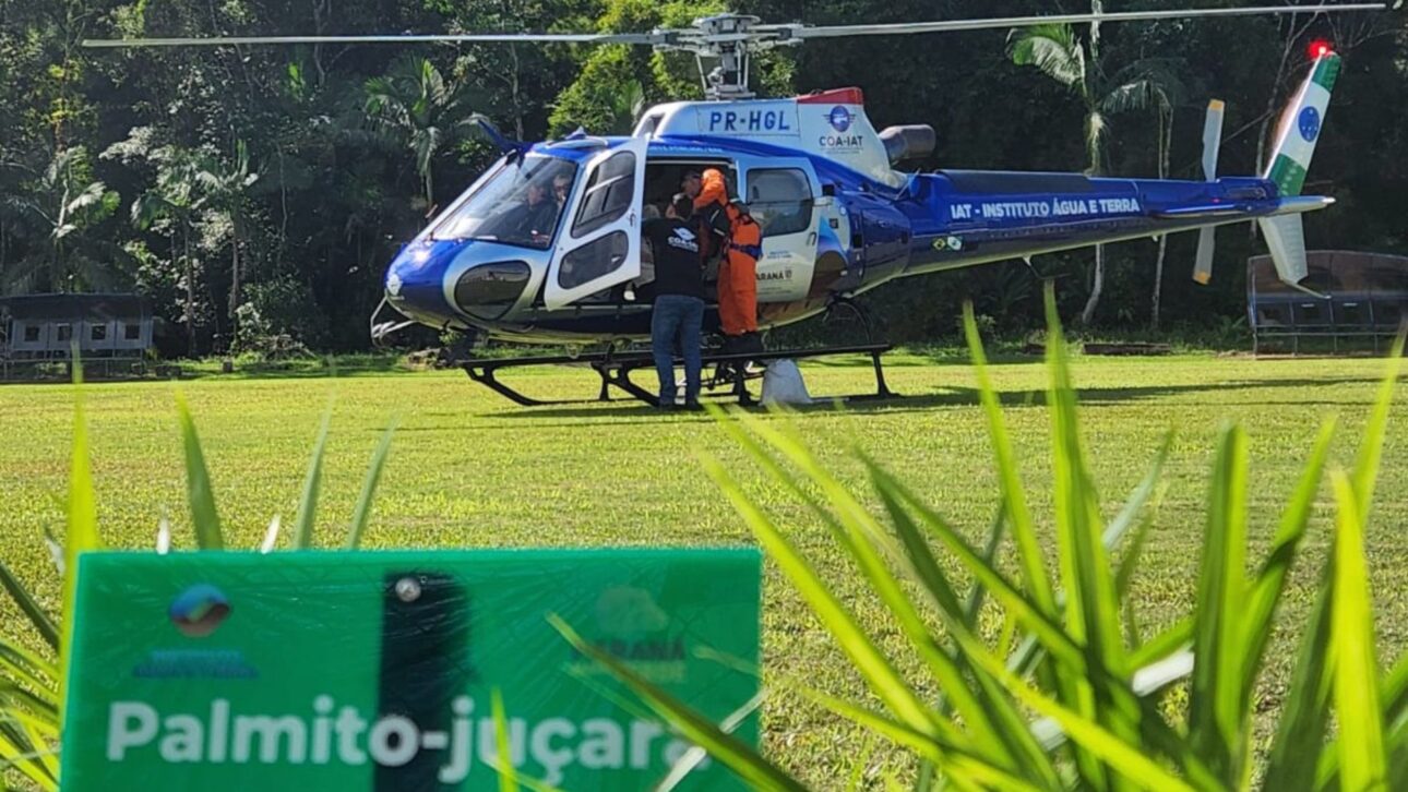 Ação coordenada pelo Instituto Água e Terra promoveu a dispersão de 700 mil sementes de palmito-juçara no Litoral do Paraná
Foto: COA-IAT