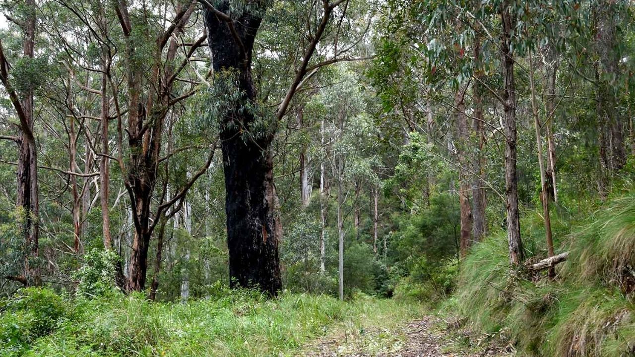 Fazenda de Mike Grgic na Austrália vira reserva natural para proteger floresta histórica e recuperar pastagens degradadas.