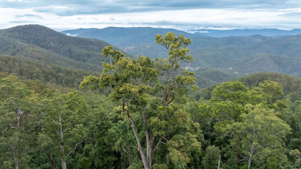 Fazenda de Mike Grgic na Austrália vira reserva natural para proteger floresta histórica e recuperar pastagens degradadas.