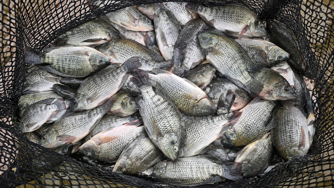 Tilápias frescas reunidas em rede de pesca representam a produção nacional e o debate sobre importação de pescado no Brasil.