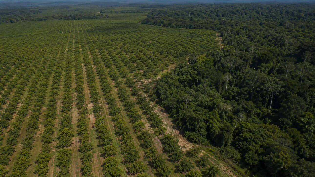 In Ivory Coast, the cashew boom becomes monoculture: 1.6 million hectares, deforestation over the forest, and encroachment on Comoé National Park, warns Mighty Earth.