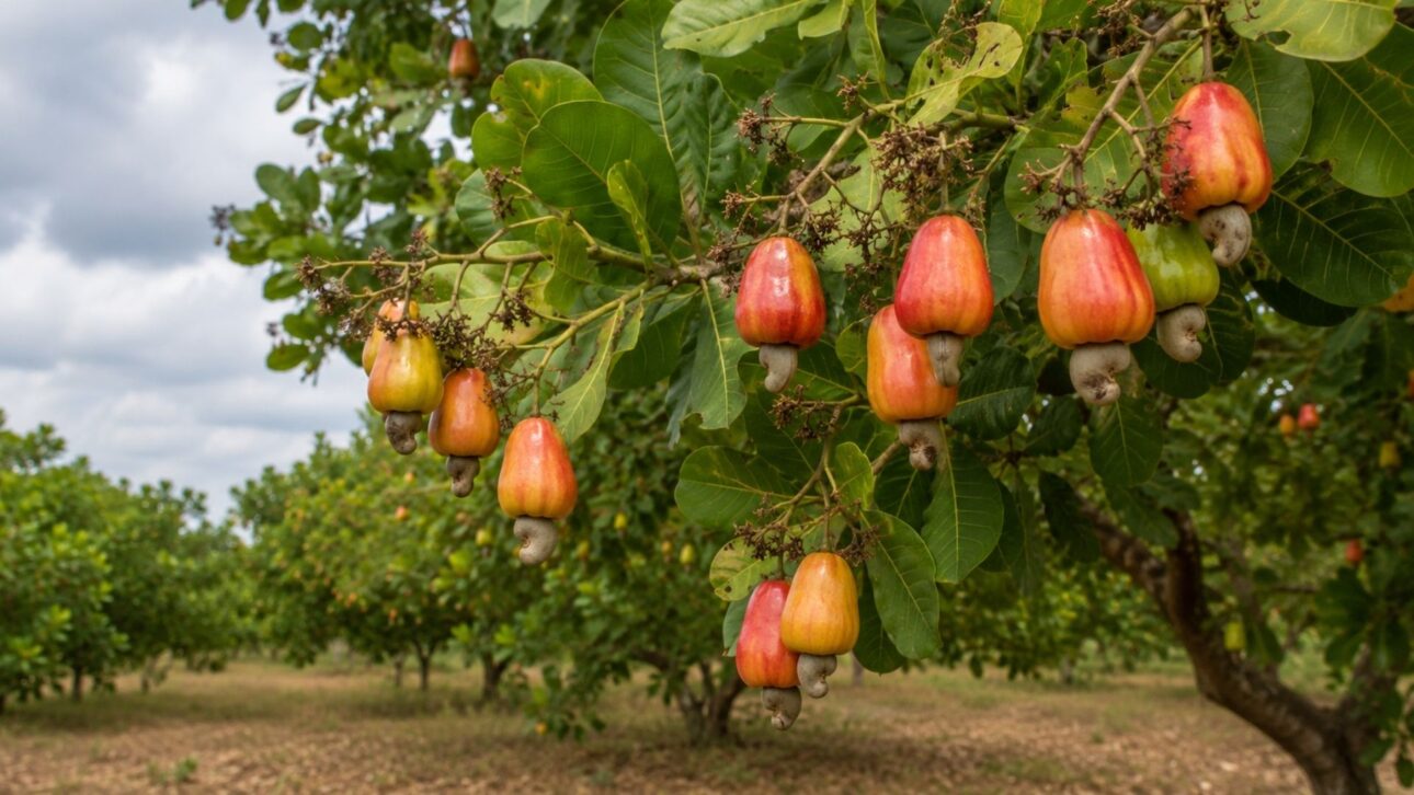 In the Ivory Coast, the cashew boom becomes monoculture: 1.6 million hectares, deforestation over the forest and the encirclement of Comoé Park, warns Mighty Earth.