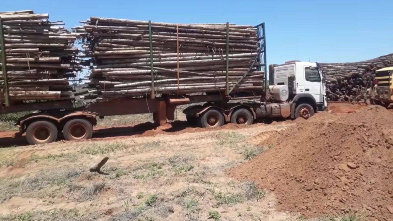 Caminhão Volvo FMX de 540 cavalos puxa o hexatrem da Suzano com até 200 toneladas de eucalipto em Três Lagoas, fora das rodovias pelo limite de 74 toneladas.