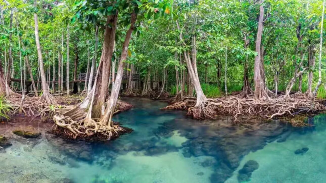 Os manguezais vêm se expandindo naturalmente em muitas áreas costeiras desde 2010 — Foto: Getty Images