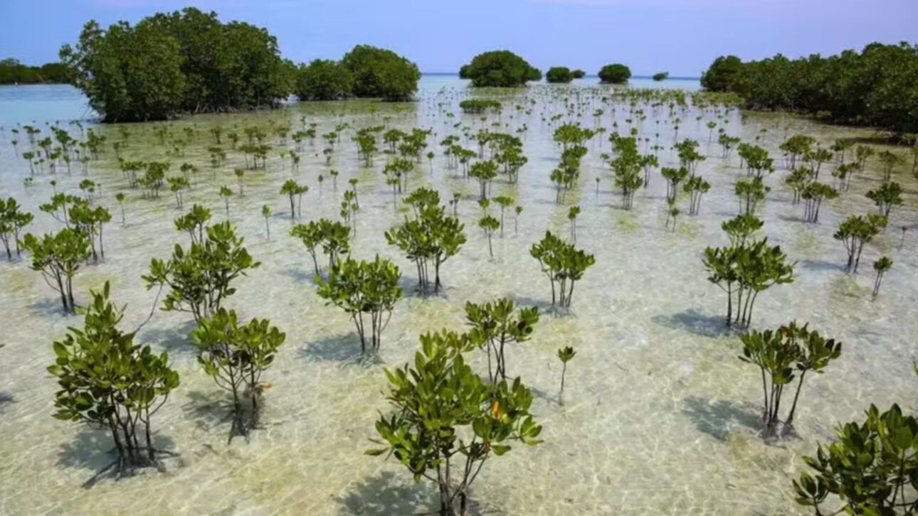 manguezais — Foto: Getty Images/BBC
