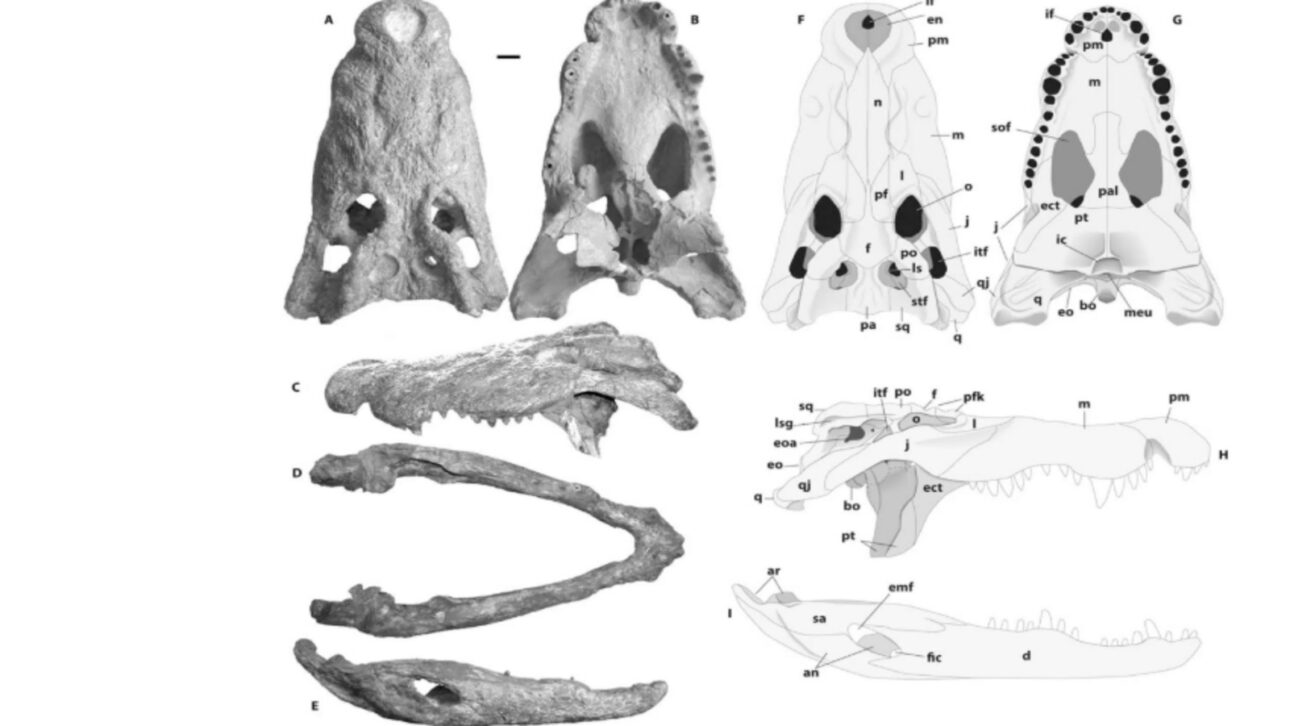 Giant crocodile fossils found in Kenya