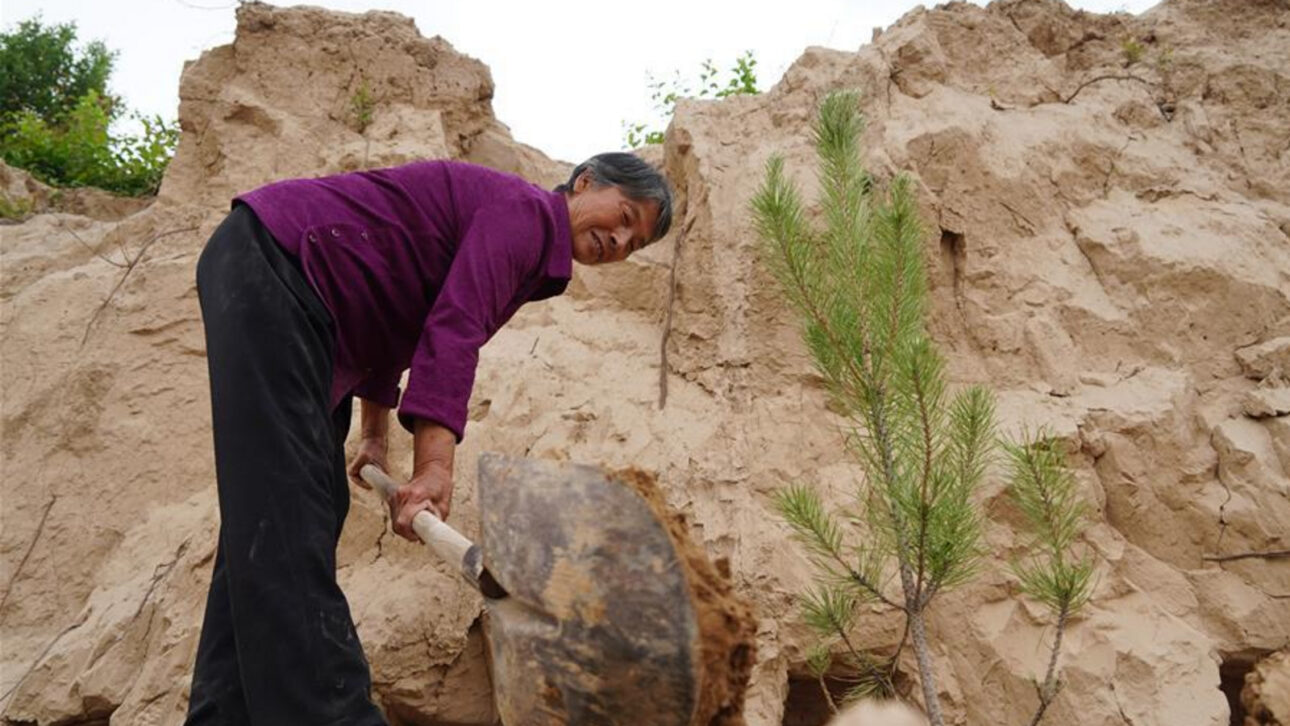 Chinesa planta milhares de árvores e transforma montanhas na China