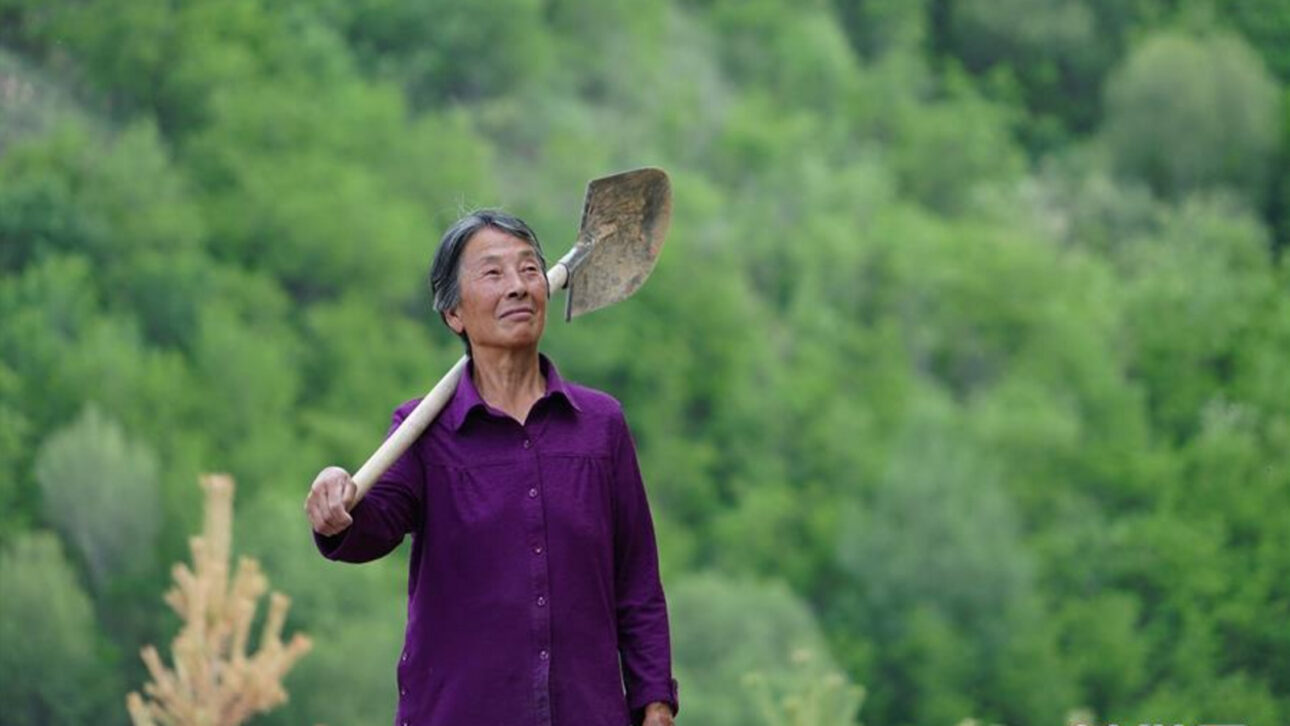 Chinesa planta milhares de árvores e transforma montanhas na China