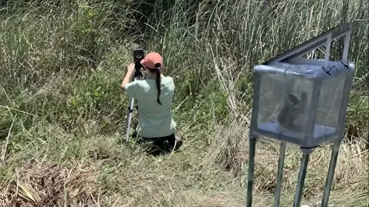 Conejos-robóticos encuentran Pitones