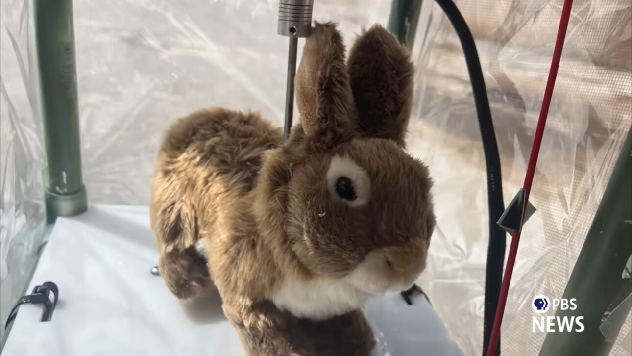 Robôs coelhos encontram pítons