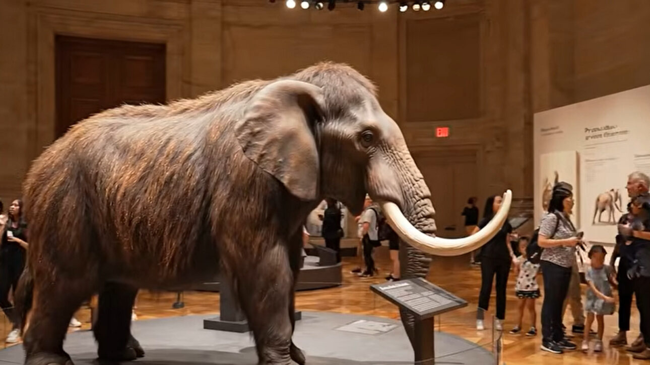 Era uma caminhada comum, mas menino de 11 anos e sua mãe encontram em praia inglesa molar de espécie extinta aparentada ao elefante-africano, datado de 1,8 milhão de anos