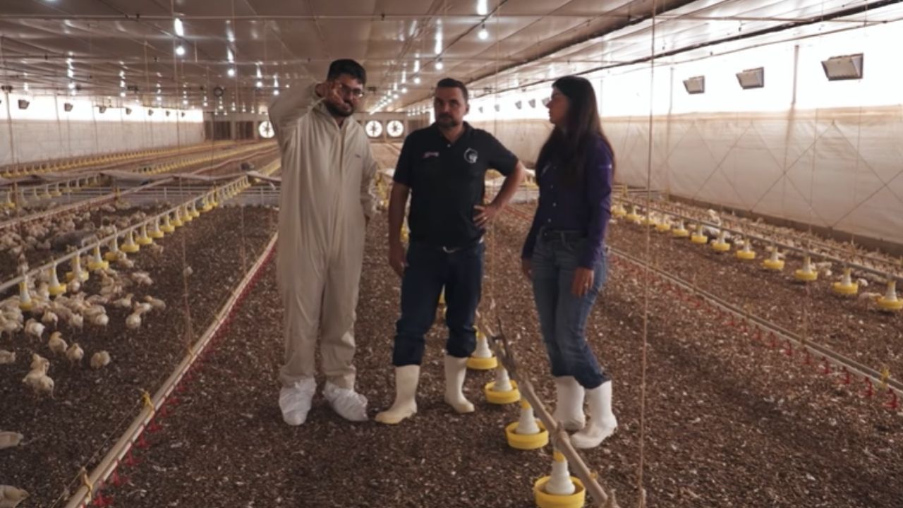 Avicultura no Rancho BF vira granja com aviários climatizados, apoio da Seara e plano de expansão no interior paulista.