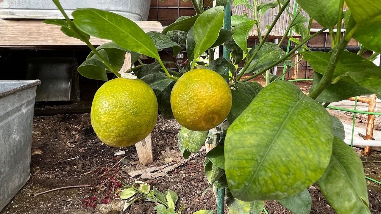 Estufa geotérmica em Wyoming usa tubos subterrâneos e calor da terra para colher frutas tropicais na neve.