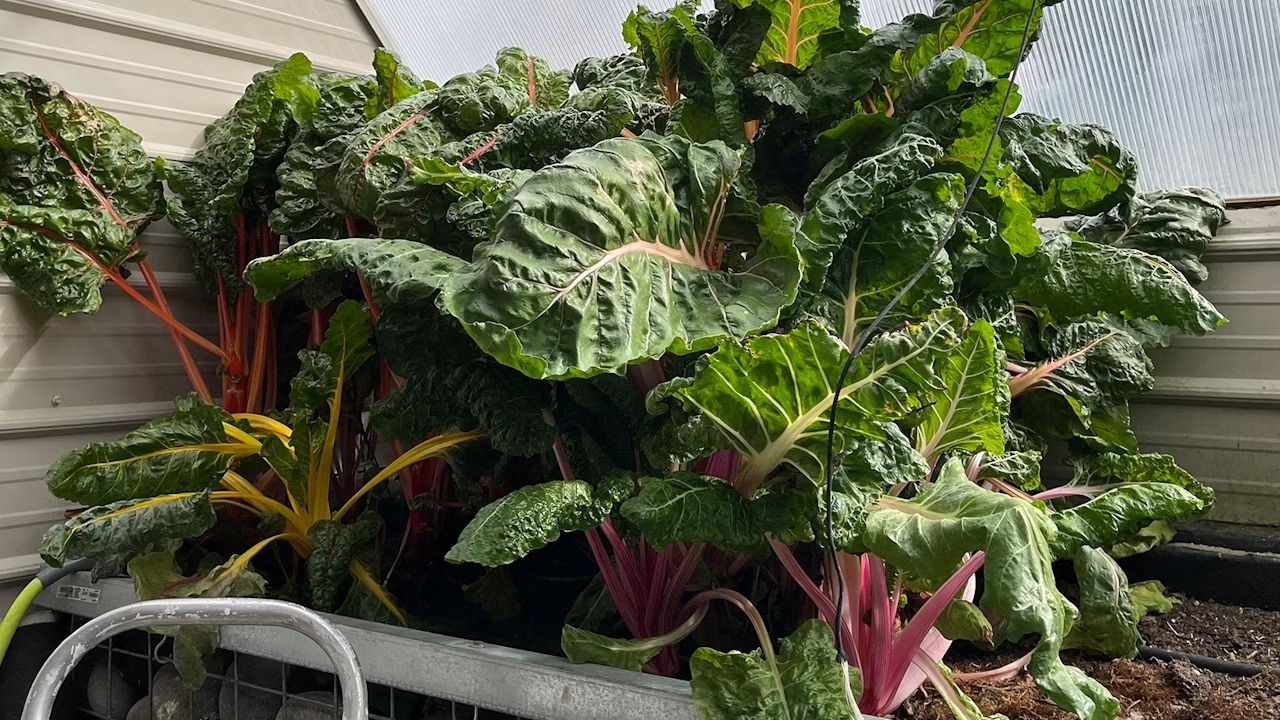 Estufa geotérmica em Wyoming usa tubos subterrâneos e calor da terra para colher frutas tropicais na neve.