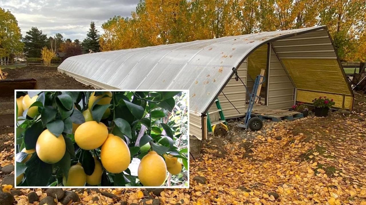 Estufa geotérmica em Wyoming usa tubos subterrâneos e calor da terra para colher frutas tropicais na neve.