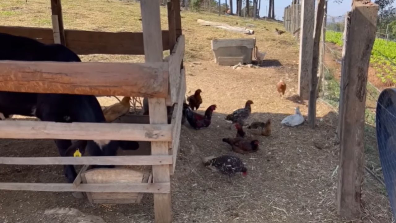 Ceará troca Fortaleza por Minas Gerais, encontra vida no campo e transforma entulho em horta que sustenta a família.