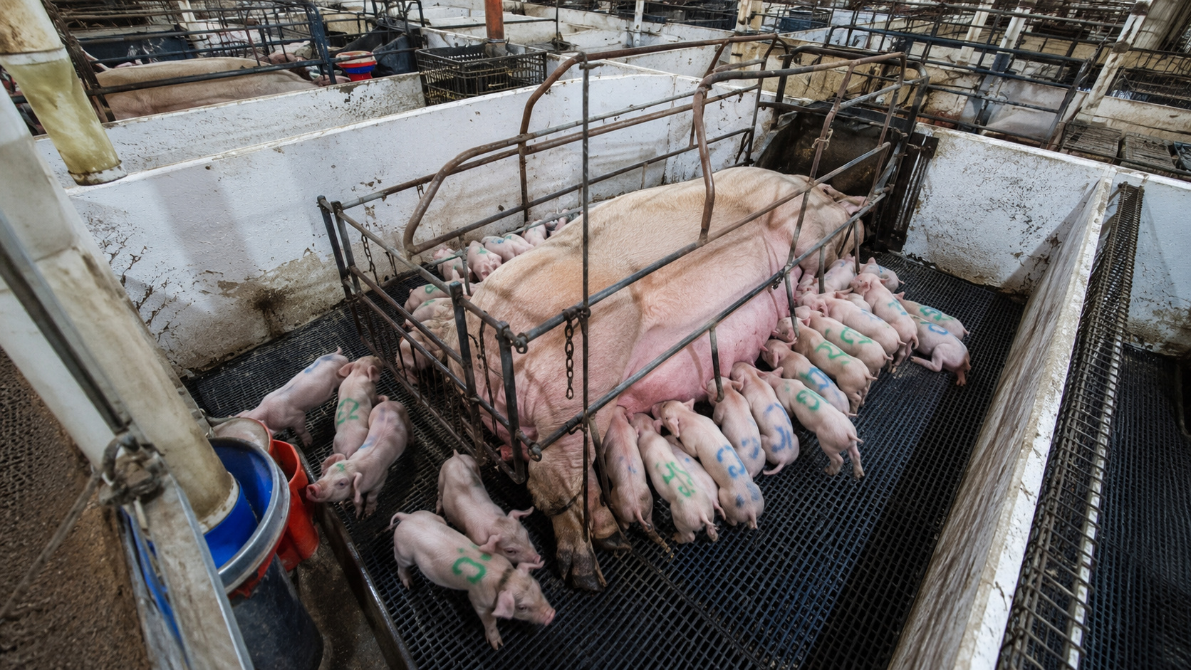 Porca da linhagem Camborough cercada por dezenas de leitões vivos em maternidade de granja tecnificada, ilustrando recorde reprodutivo registrado em Minas Gerais.
