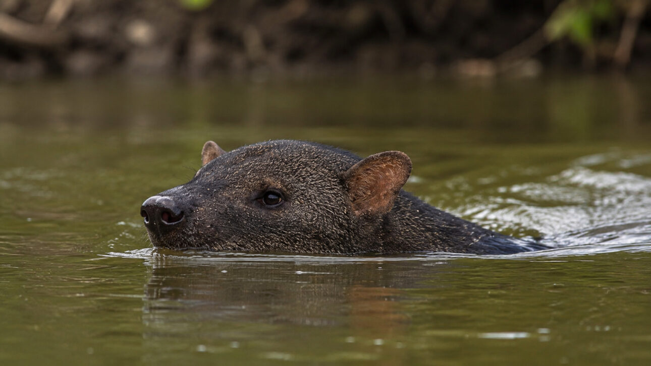 Ghost dog of the Amazon swimming in a forest river with part of its head above the water.