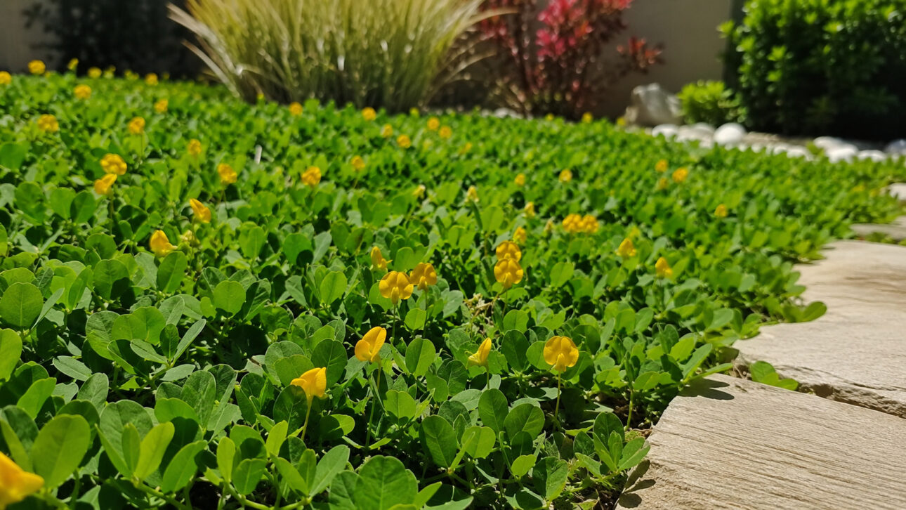 Área ajardinada coberta por grama de amendoim com pequenas flores amarelas, formando um tapete verde denso ao lado de um caminho de pedras em ambiente residencial.
