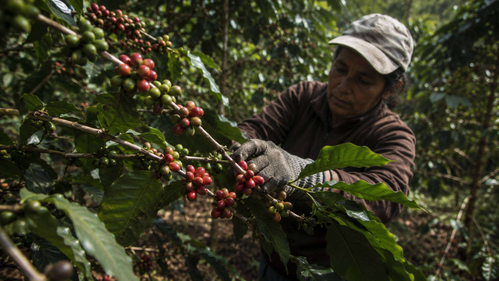Trabalhadora rural em plantação de café manuseia galhos com frutos verdes e maduros durante atividade na lavoura.