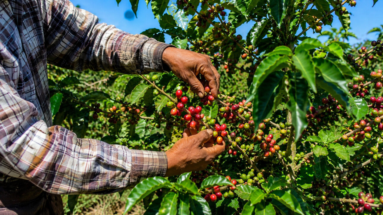 Trabalhador colhendo frutos vermelhos e verdes em um cafeeiro sob o céu azul.