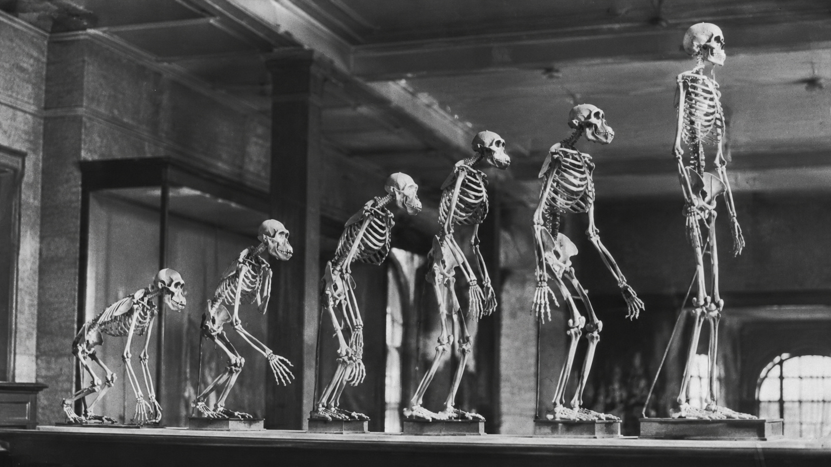 Sequência de esqueletos em exposição de museu mostrando a evolução humana gradual até o Homo sapiens