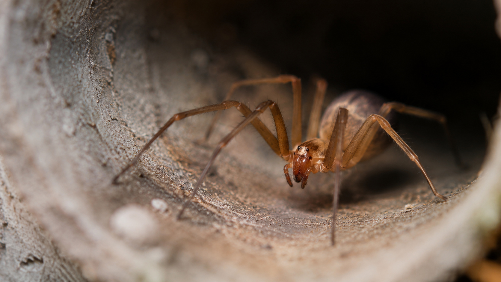 Aranha-marrom em close dentro de um espaço estreito e escuro, ilustrando os esconderijos mais comuns da espécie dentro de casa.