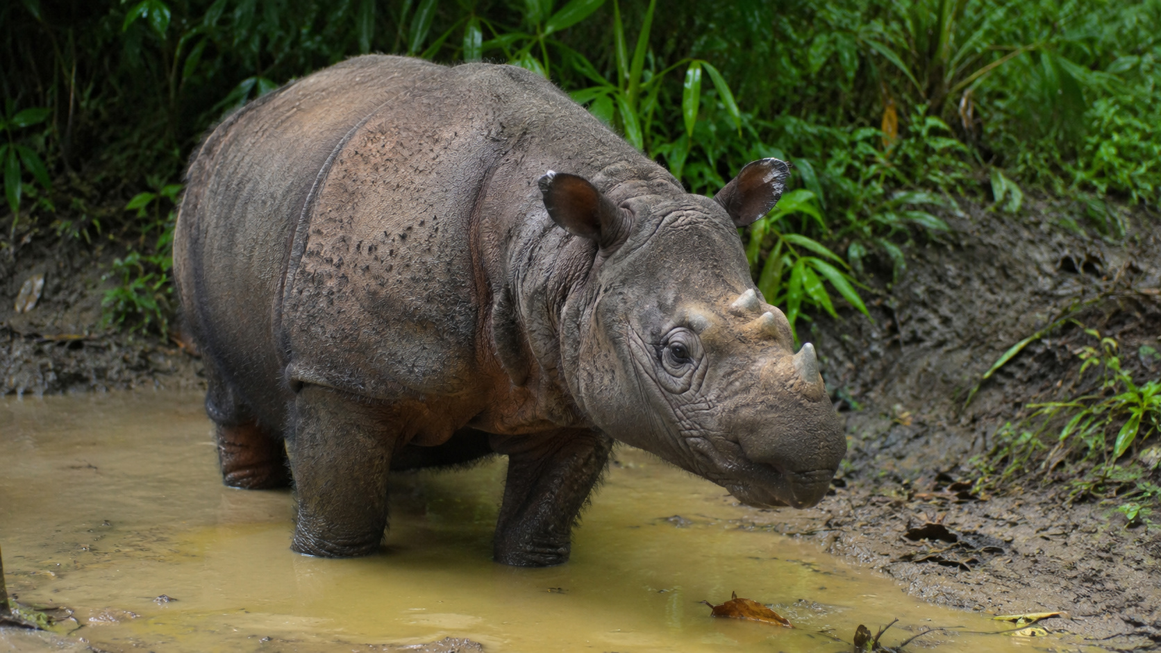 Rinoceronte-de-sumatra em ambiente de floresta tropical, representando uma das espécies mais raras e ameaçadas de extinção do mundo