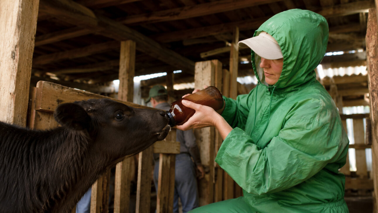 Trabalhadora oferece alimento a um bezerro em uma propriedade rural, ilustrando os cuidados de manejo e alimentação na criação de bovinos wagyu.