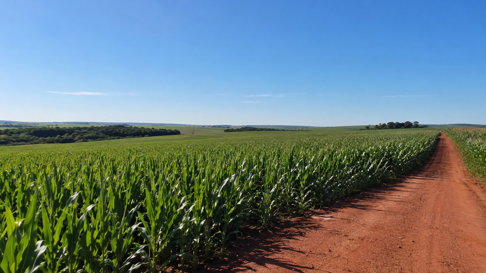 Lavoura de milho em área rural com estrada de terra ao lado, em cenário que representa o impacto do El Niño nas safras agrícolas do Brasil.