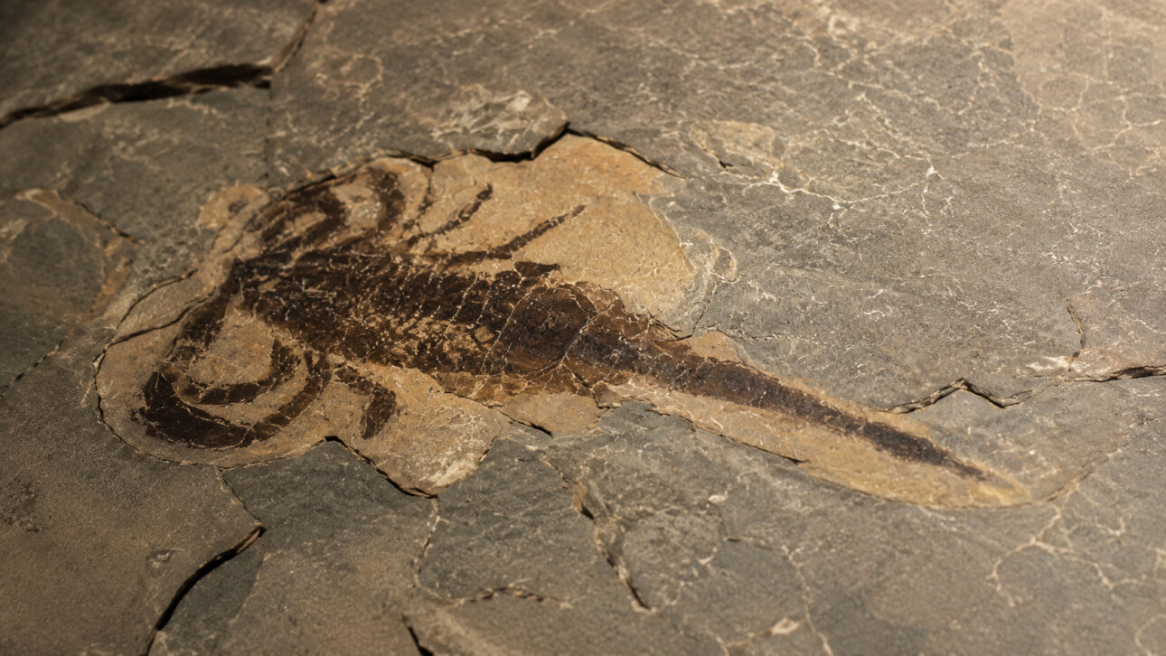Fóssil de escorpião pré-histórico preservado em uma placa de rocha sedimentar, mostrando corpo segmentado e cauda alongada de uma espécie gigante que habitou a Terra há aproximadamente 415 milhões de anos.