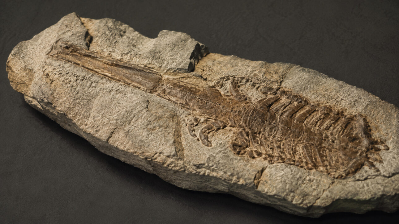Fóssil de escorpião pré-histórico incrustado em uma rocha sedimentar, exibindo partes do corpo segmentado e da cauda preservadas ao longo de milhões de anos, associado à espécie Praearcturus gigas, considerada o maior escorpião já identificado pela ciência.
