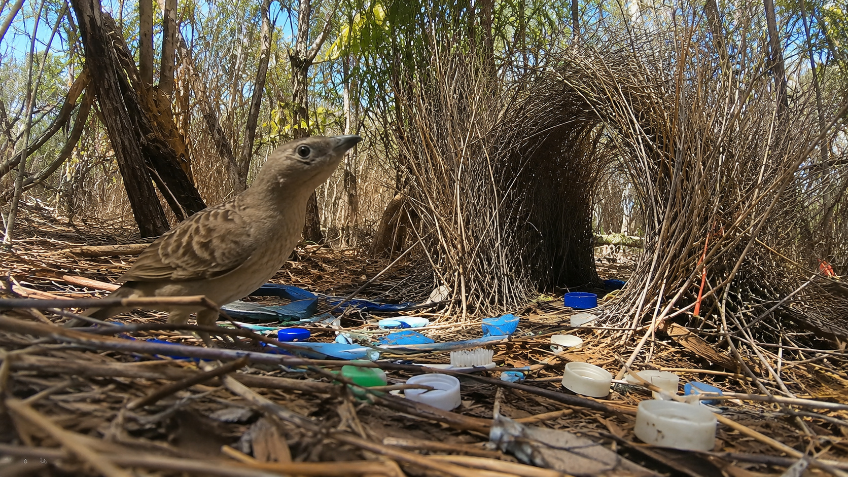 Pássaro-jardineiro em ambiente natural ao lado de um caramanchão decorado com tampas plásticas e objetos humanos coloridos usados para atrair fêmeas durante o acasalamento.