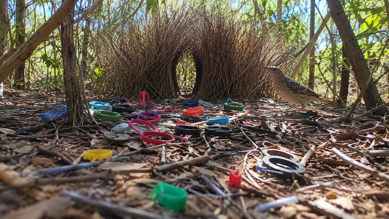 Ave-jardineira próxima a um caramanchão feito de galhos secos, cercado por tampas e fragmentos plásticos coloridos utilizados como decoração para atrair fêmeas durante o período reprodutivo.