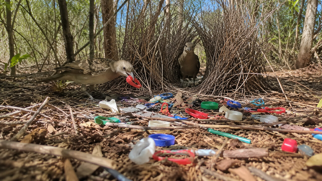 Dois pássaros-jardineiros próximos a um caramanchão construído com galhos secos, cercado por tampas e fragmentos plásticos coloridos utilizados como decoração para atrair fêmeas durante o processo de acasalamento.