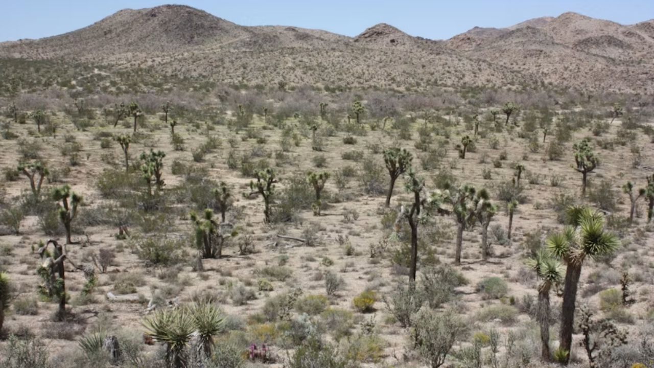 Taklamakan Desert in China gains green belt against desertification after 46 years, but challenges remain.