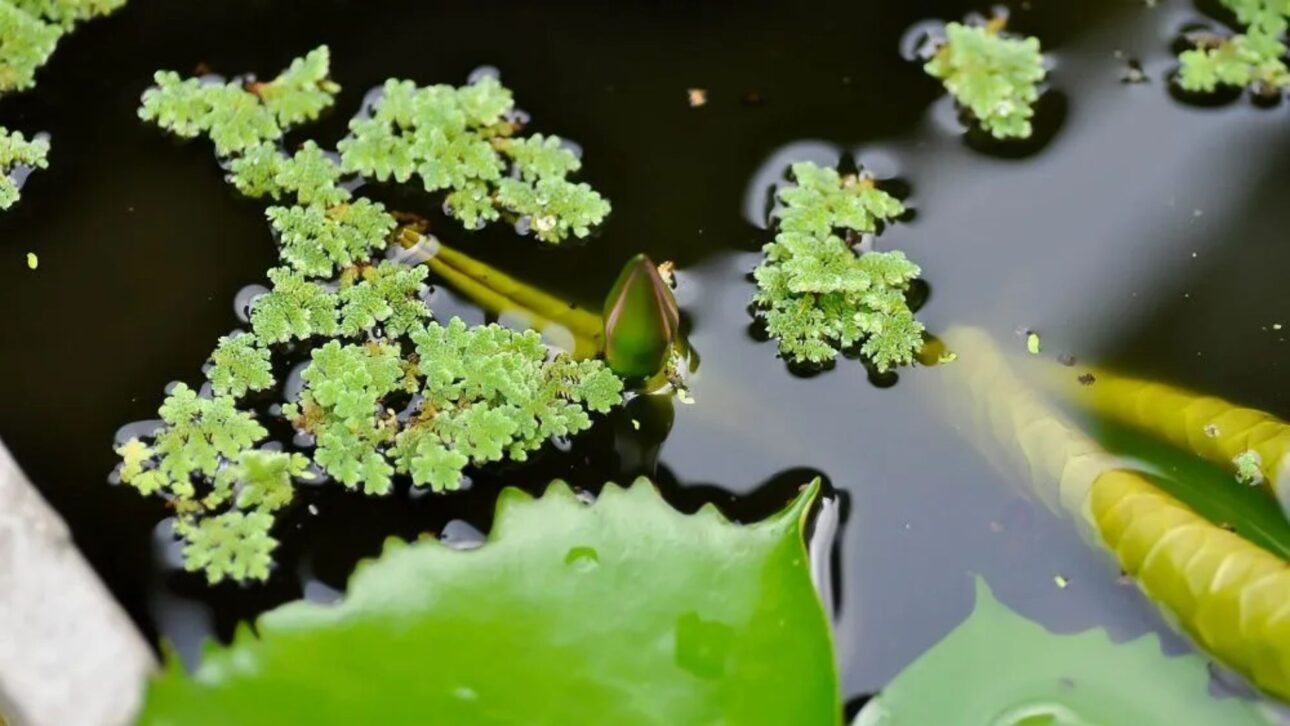 imagem: Jobrestful / iStock