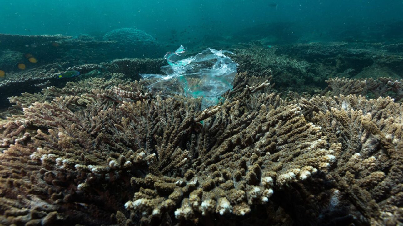 Plastic piece in Oman reef. Plastics affect the environment and can also accumulate in organisms in the form of microplastics - Photo: Tane Sinclair-Taylor