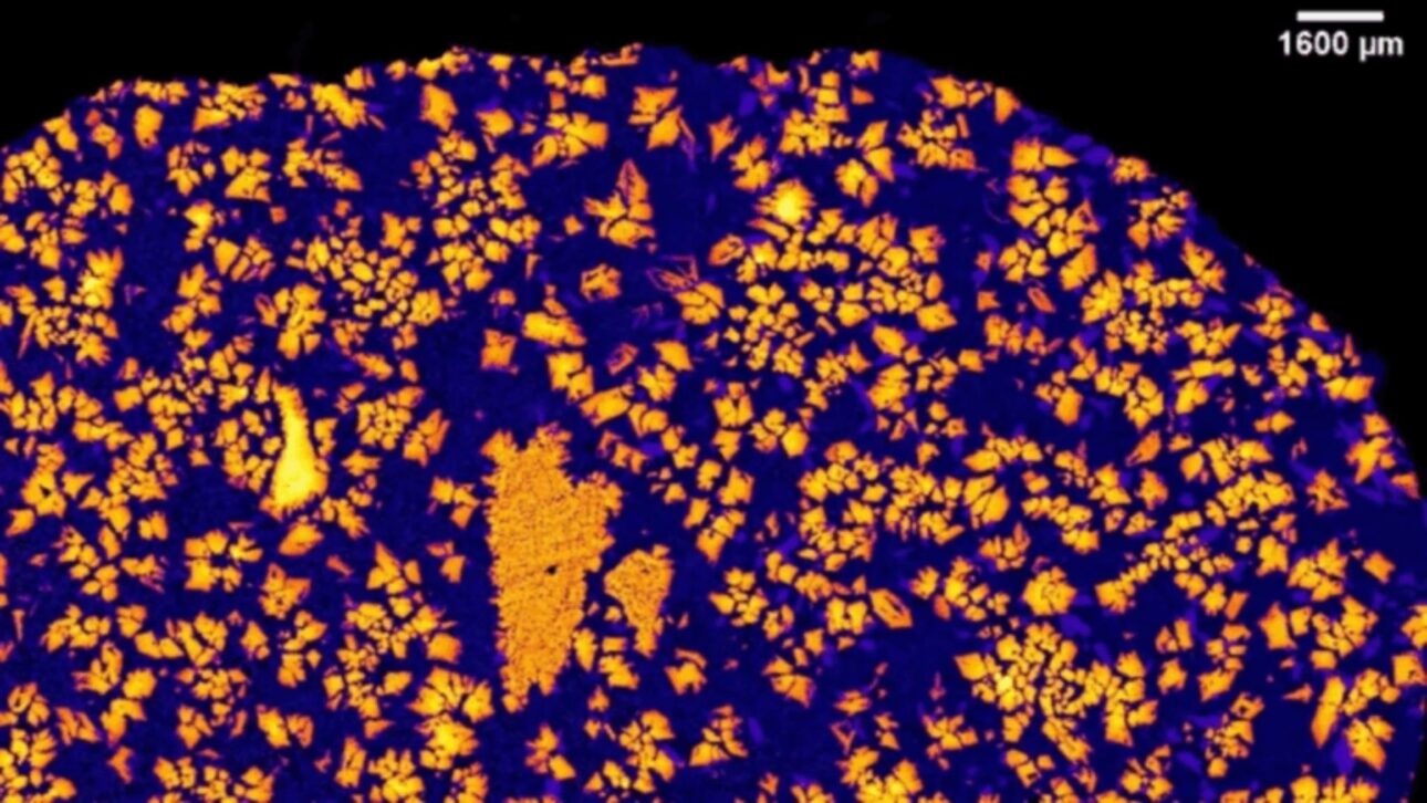 X-ray image of the NWA 12774 meteorite - CU Boulder/Aaron Bell