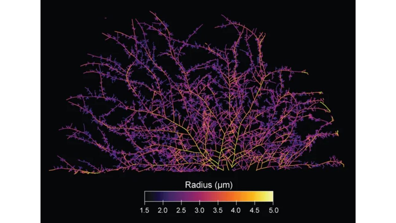 Hyphae connect with plants and channel nutrients and carbon using bidirectional channels.
(Image credit: Corentin Bisot - VU Amsterdam, AMOLF Justin Stewart - SPUN)