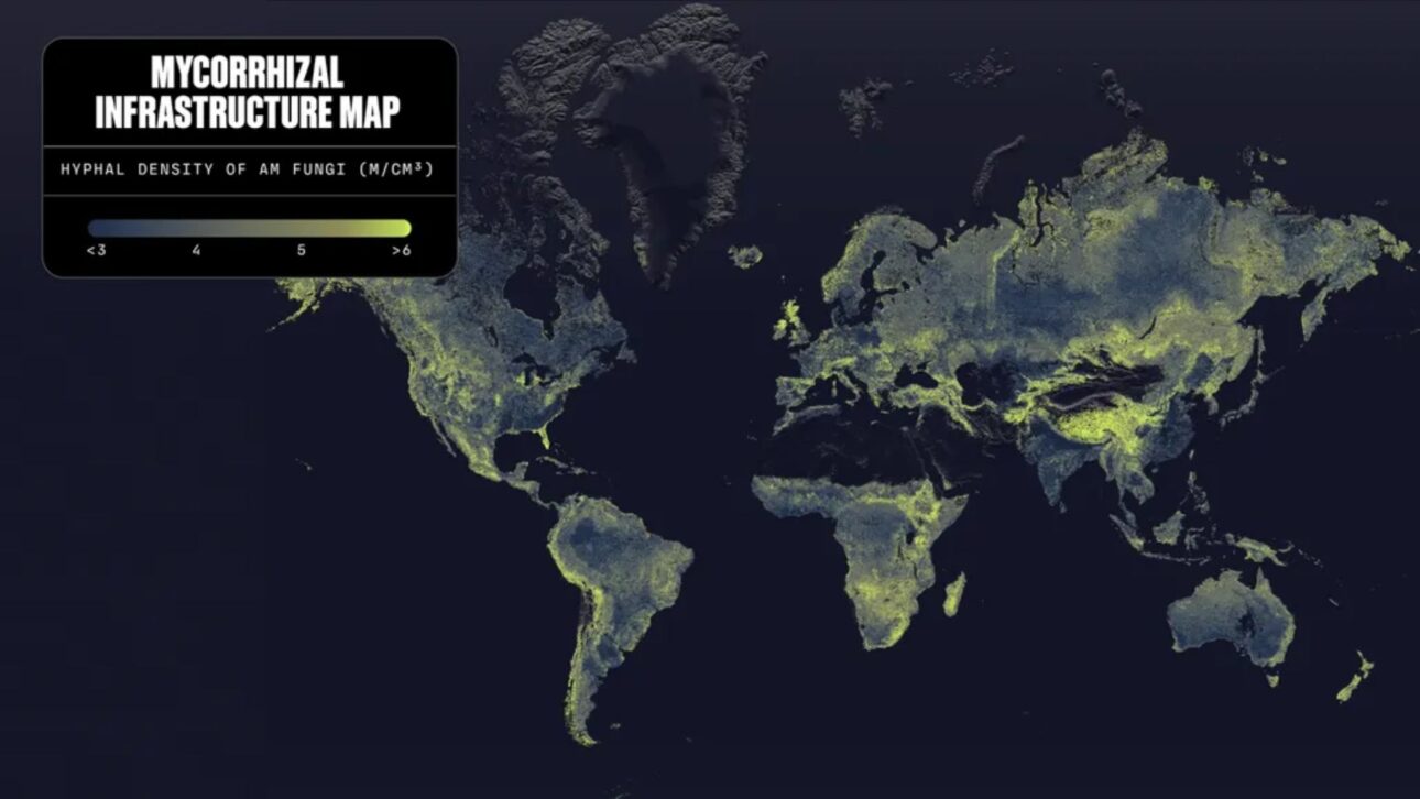 The map was created using data from more than 16,000 soil samples collected worldwide. (Image credit: Society for the Protection of Underground Networks (SPUN) / Moritz Stefaner - Truth & Beauty / Justin Stewart - SPUN)