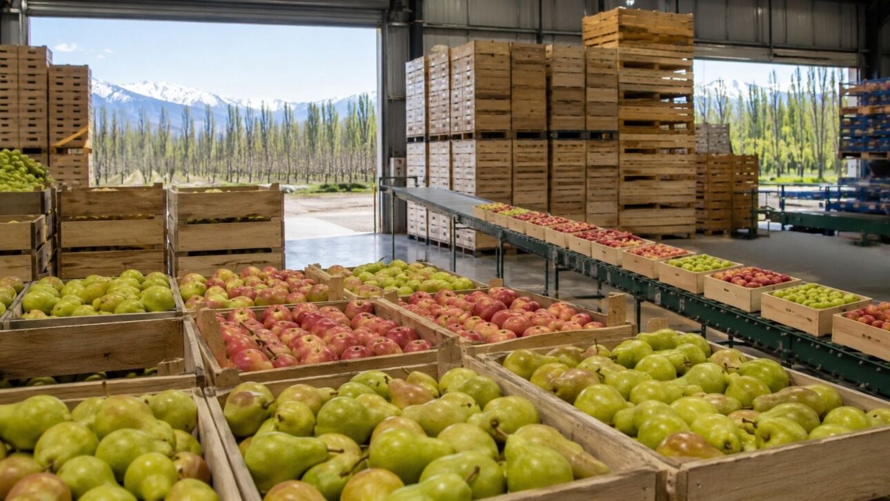 Da banca de feira ao agronegócio: fruticultor da Patagônia processa 18 milhões de quilos de peras e maçãs por ano, com exportação direta para o Brasil.