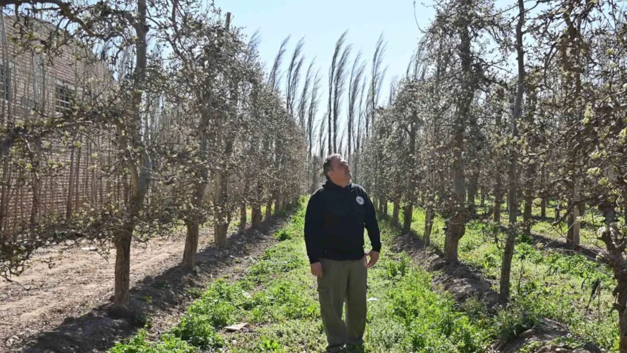 A mudança geracional na fruticultura obrigou Martín López a dar um passo adiante: comprar fazendas e tornar-se produtor. Foto: Florencia Salto.